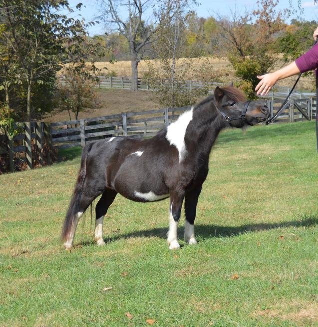 Fallen Ash FarmMiniature Horses For SaleAlexandria Ohio