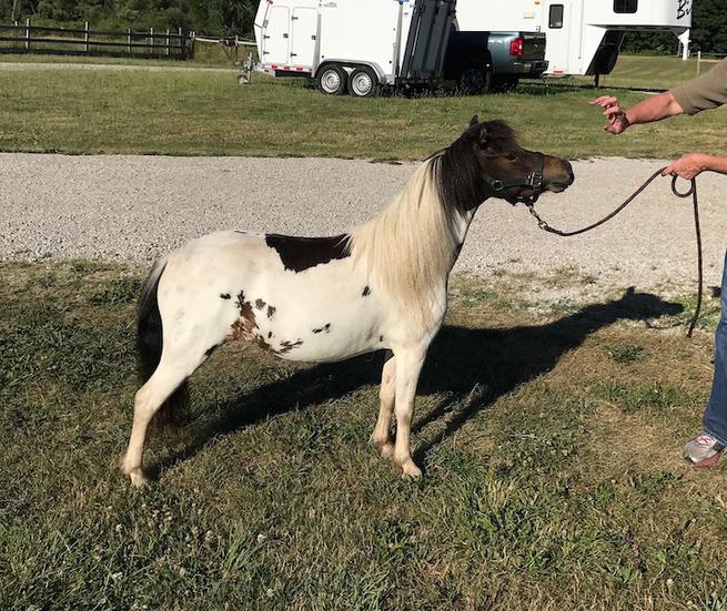 Fallen Ash FarmMiniature Horses For SaleAlexandria Ohio