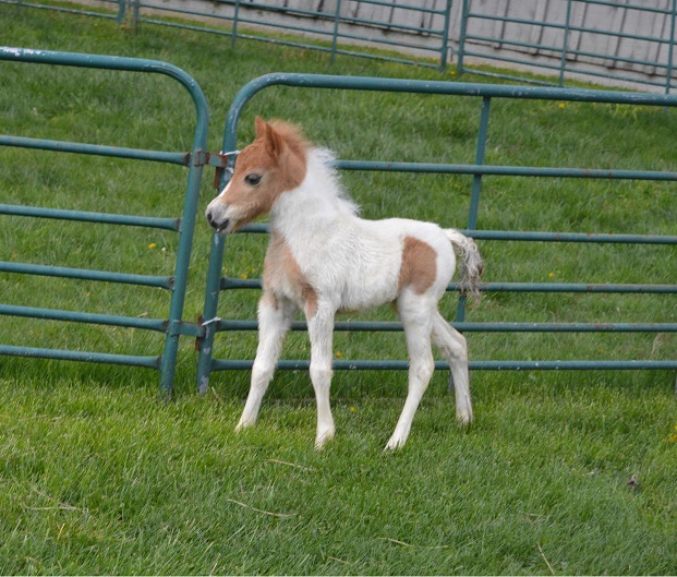 Fallen Ash FarmMiniature Horses For SaleAlexandria Ohio
