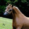 Fallen Ash Scouts Red Ribbons
Little King Buckeroos I Stand Grand x Fallen Ash Scout Classic Satin