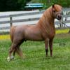 Fallen Ash Scouts Red to Remember
Little King Buckeroos I Stand Grand x Fallen Ash Scouts Classic Satin