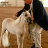 Fallen Ash Scouts Gold Mint
Little Kings Buck Outta Cyte x Fallen Ash Scouts Classic Satin