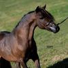Fallen Ash Scouts Irish Blessing
Fallen Ash Farms Irish Ladd x Fallen Ash Scouts Classic Satin