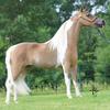Fallen Ash Eagles Olympian Dream
Fallen Ash Farms Eagle Scout x Lucky Four Rebels Ritzy