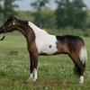 Fallen Ash Farms Epic Eagle
Fallen Ash Farms Eagle Scout x Lucky Four Rebels Ritzy