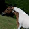 Fallen Ash Farms Eaglesong
Fallen Ash Farms Eagle Scout x Lucky Four Rebels Ritzy