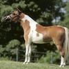 Fallen Ash Eagles Edelweiss
Fallen Ash Farms Eagle Scout x Lucky Four Rebels Ritzy