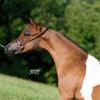 Fallen Ash Eagles Cross My Heart
Fallen Ash Farms Eagle Scout x Flying W Farms Blues Rangerette

