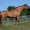  Fallen Ash Farms Bay Bachelorette
Little Kings Buck Outta Cyte x Flying W Farms Blues Rangerette