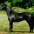 Fallen Ash Scouts Raven Beauty
L & D Scout x Flying W Farms Texas Bluebonnet

